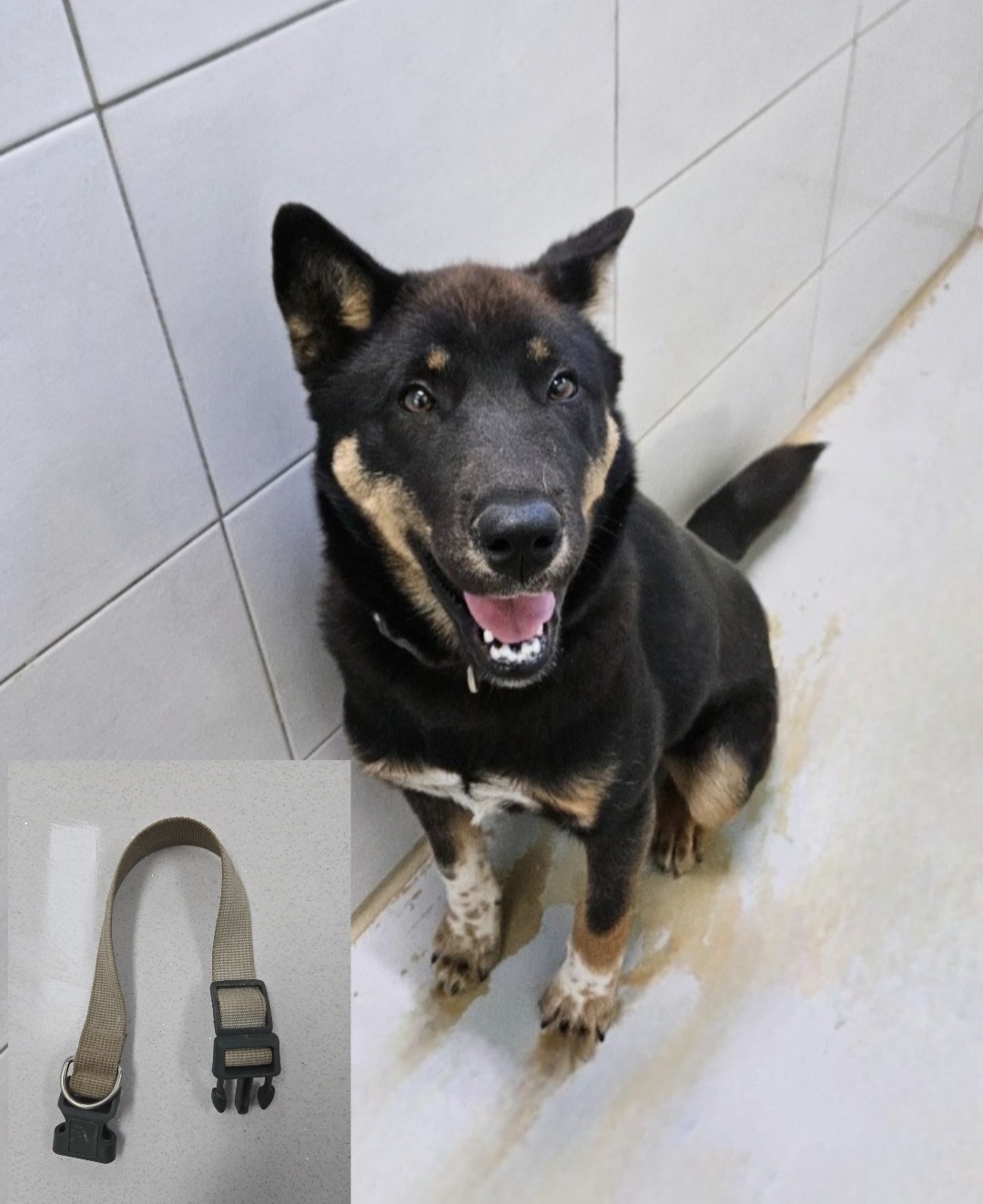 보호중 믹스견의 가…